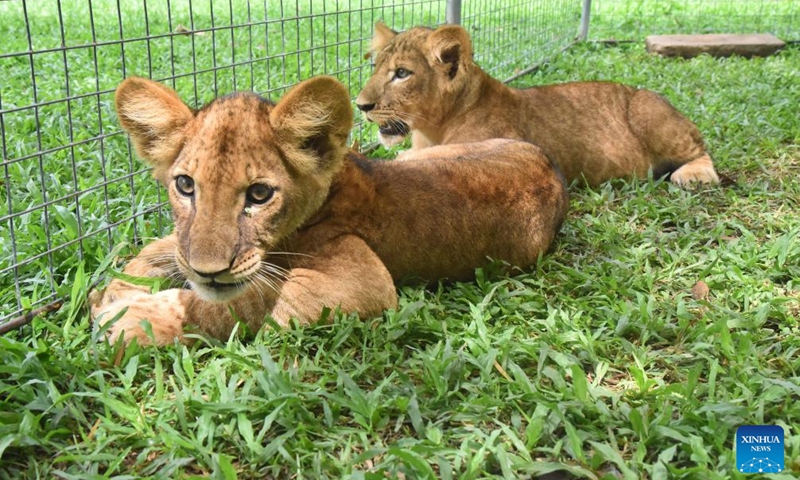 Lion cubs are pictured at Dehiwala Zoological Gardens in Dehiwala-Mount Lavinia, Sri Lanka, May 10, 2026. The cubs, born on Dec. 24, 2025, were presented to the public at the zoo on Sunday. (Photo by Gayan Sameera/Xinhua)