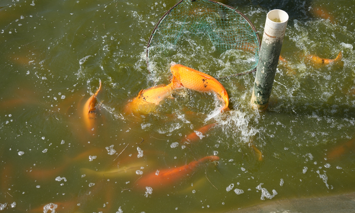 The Oujiang color common carp raised in a pond at an experimental station for aquatic animal germplasm resources of Shanghai Ocean University. Photo: Lu Ting/GT
