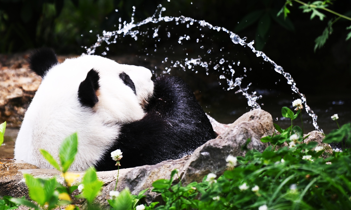 A giant panda plays in the water at the Chengdu Research Base of Giant Panda Breeding in Chengdu, Southwest China's Sichuan Province on May 13, 2026. The weather in Chengdu has grown warmer, with local maximum temperatures rising to above 30 C. Photo: VCG