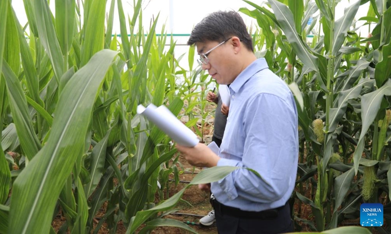 A researcher of the Tian Shu (Heavenly Book) initiative works in the field in Sanya City, south China's Hainan Province, Jan. 19, 2026. (Xinhua)

