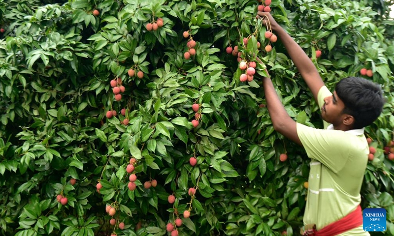 A farmer harvests lychees at an orchard in Sonargaon on the outskirts of capital Dhaka, Bangladesh, May 12, 2026. Lychees are now in season in Bangladesh. (Photo by Habibur Rahman/Xinhua)

