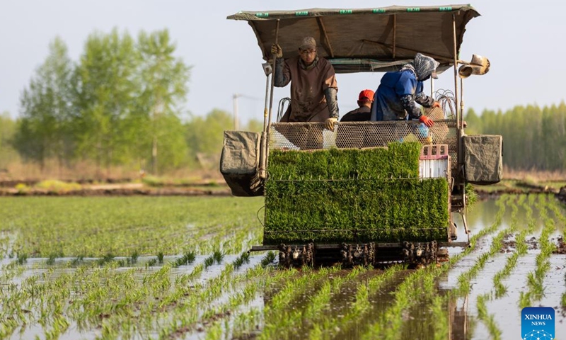 Farmers transplant rice seedlings in Jixiang Town of Jiamusi City, northeast China's Heilongjiang Province, May 12, 2026. Recently, Heilongjiang Province has entered the golden season for rice transplanting. (Photo by Chen Zhiguo/Xinhua)


