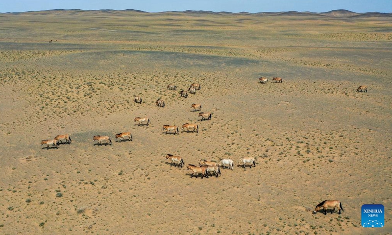 An aerial drone photo taken on April 22, 2026 shows Przewalski's horses released into the wild in the Kalamaili Mountains in northwest China's Xinjiang Uygur Autonomous Region. (Xinhua/Ding Lei)

