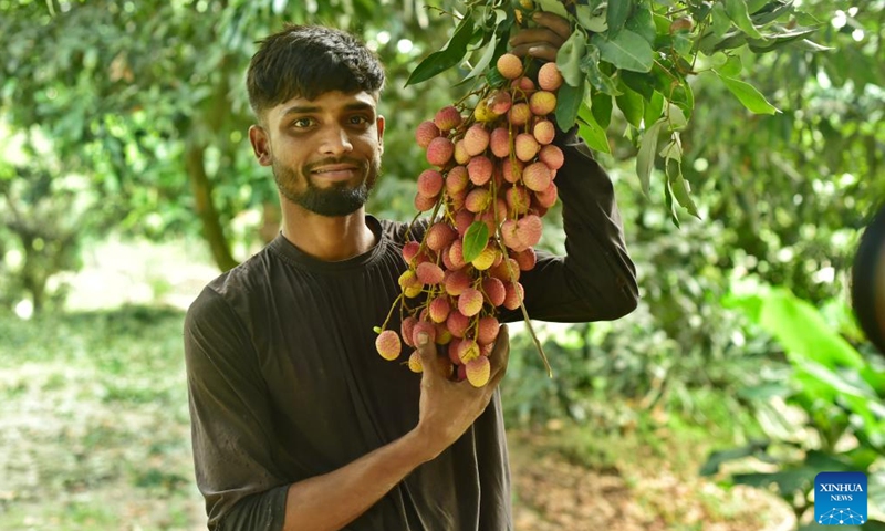 A farmer harvests lychees at an orchard in Sonargaon on the outskirts of capital Dhaka, Bangladesh, May 12, 2026. Lychees are now in season in Bangladesh. (Photo by Habibur Rahman/Xinhua)

