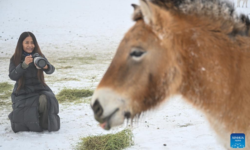Zhang Hefan takes photos of a Przewalski's horse at a nature reserve in the Kalamaili Mountains in northwest China's Xinjiang Uygur Autonomous Region, Feb. 6, 2026. (Xinhua/Ding Lei)

