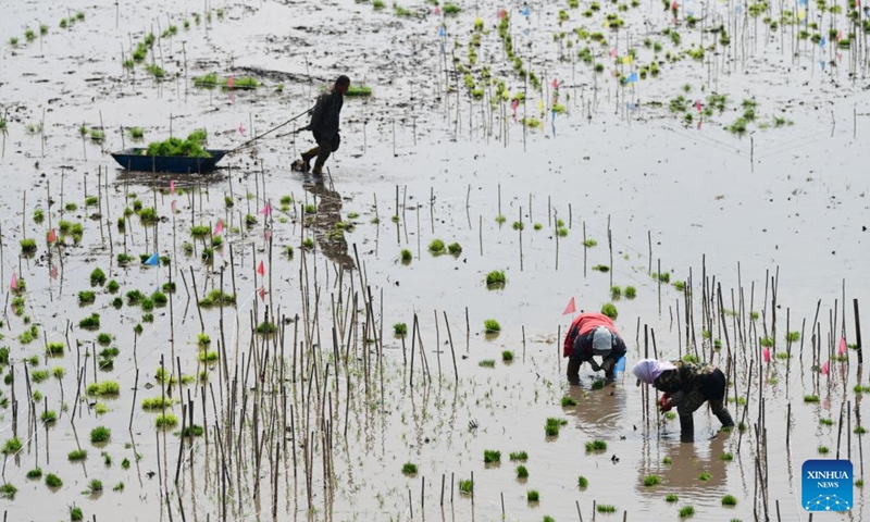 Farmers transplant rice seedlings at a planting base in Suihua City of northeast China's Heilongjiang Province, May 11, 2026. Recently, Heilongjiang Province has entered the golden season for rice transplanting. (Photo by Liu Huapeng/Xinhua)

