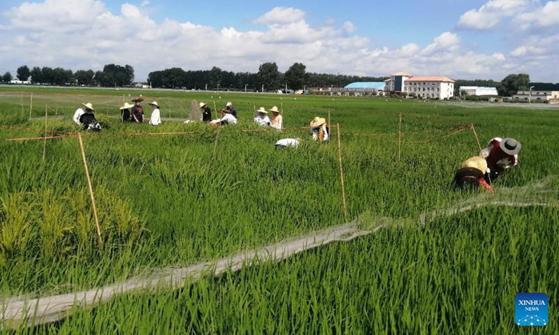 This photo taken in March 2026 shows researchers of the Tian Shu (Heavenly Book) initiative investigating the condition of core germplasm resources of rice in Sanya City, south China's Hainan Province. (Xinhua)

