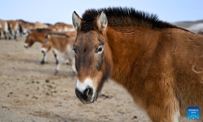 This photo taken on Feb. 4, 2026 shows Przewalski's horses at a nature reserve in the Kalamaili Mountains in northwest China's Xinjiang Uygur Autonomous Region. (Xinhua/Ding Lei)

