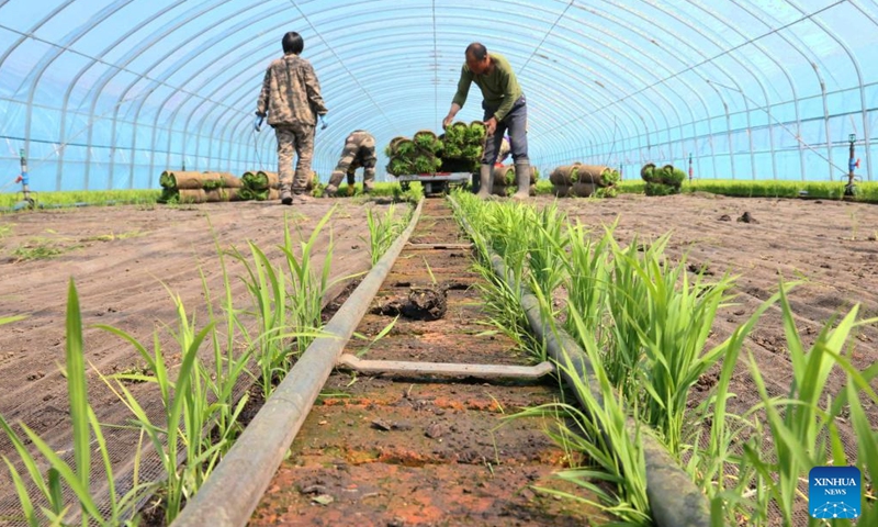 Farmers transfer rice seedlings at a greenhouse of a farming company under Beidahuang Group in northeast China's Heilongjiang Province, May 12, 2026. Recently, Heilongjiang Province has entered the golden season for rice transplanting. (Photo by Xu Yingxian/Xinhua)

