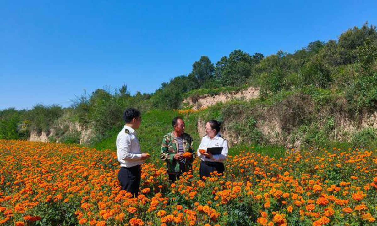 Customs officers conduct on-site inspections at a marigold cultivation base producing extract products for export. Photo: gs.chinanews.com