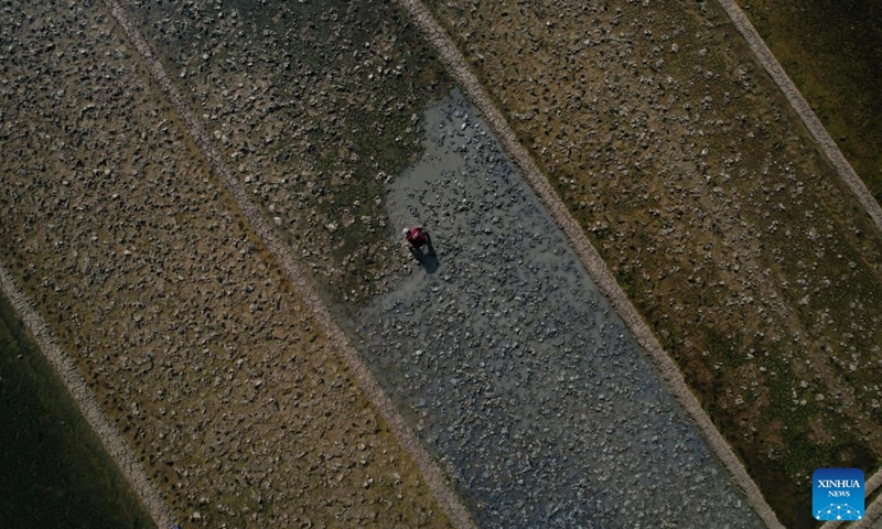 An aerial drone photo taken on May 12, 2026 shows a man working in salt pans at Rawaurip village, Cirebon Regency, West Java province, Indonesia. (Xinhua/Veri Sanovri)

