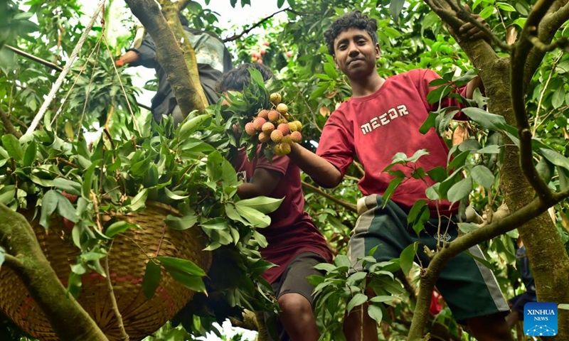 Farmers harvest lychees at an orchard in Sonargaon on the outskirts of capital Dhaka, Bangladesh, May 12, 2026. Lychees are now in season in Bangladesh. (Photo by Habibur Rahman/Xinhua)

