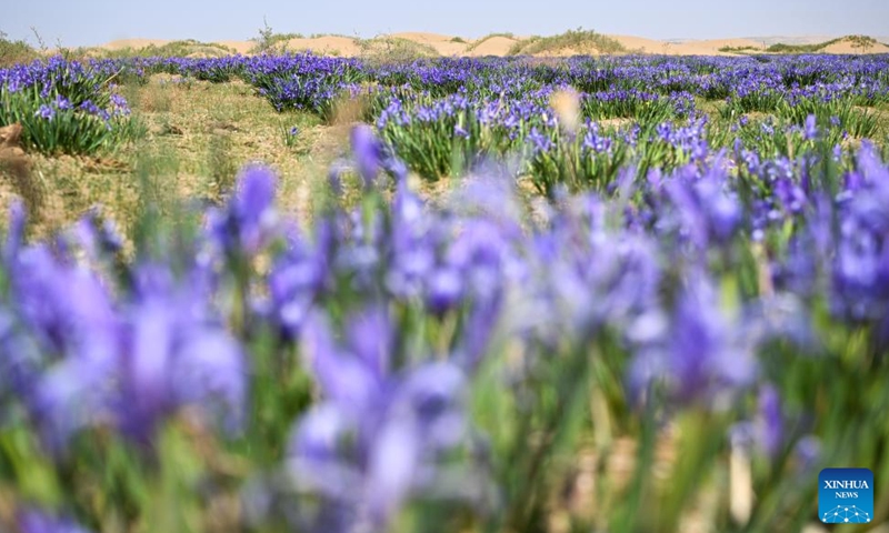 Flowers are seen in Kubuqi Desert in Hangjin Banner of Ordos, north China's Inner Mongolia Autonomous Region, May 12, 2026. (Xinhua/Bei He)


