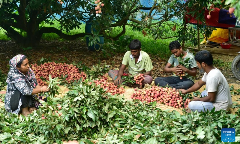 Farmers harvest lychees at an orchard in Sonargaon on the outskirts of capital Dhaka, Bangladesh, May 12, 2026. Lychees are now in season in Bangladesh. (Photo by Habibur Rahman/Xinhua)

