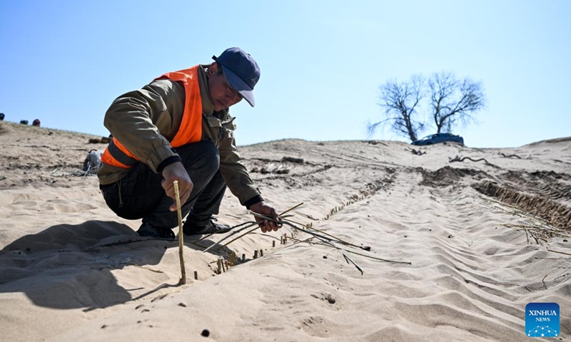 A worker plants shrubs in the Hunshandake Sandland in Zhenglan Banner of Xilingol League, north China's Inner Mongolia Autonomous Region, May 13, 2026. Zhenglan Banner has applied mechanical sand control and other technical means in recent years to improve the efficiency of sandy land management. (Xinhua/Li Zhipeng)