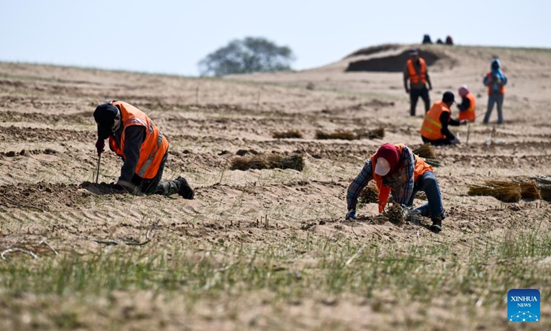 Workers plant shrubs in the Hunshandake Sandland in Zhenglan Banner of Xilingol League, north China's Inner Mongolia Autonomous Region, May 13, 2026. Zhenglan Banner has applied mechanical sand control and other technical means in recent years to improve the efficiency of sandy land management. (Xinhua/Li Zhipeng)