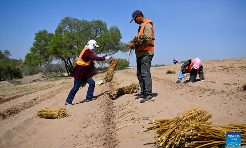 Workers plant shrubs in the Hunshandake Sandland in Zhenglan Banner of Xilingol League, north China's Inner Mongolia Autonomous Region, May 13, 2026. Zhenglan Banner has applied mechanical sand control and other technical means in recent years to improve the efficiency of sandy land management. (Xinhua/Li Zhipeng)