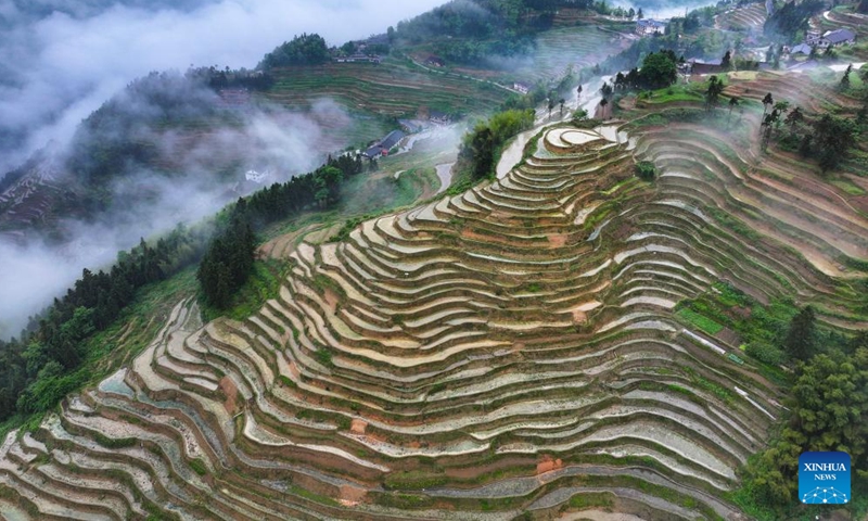An aerial drone photo taken on May 13, 2026 shows Ziquejie terraces in Xinhua County, central China's Hunan Province. (Photo by Zhou Xiuyuchun/Xinhua)

