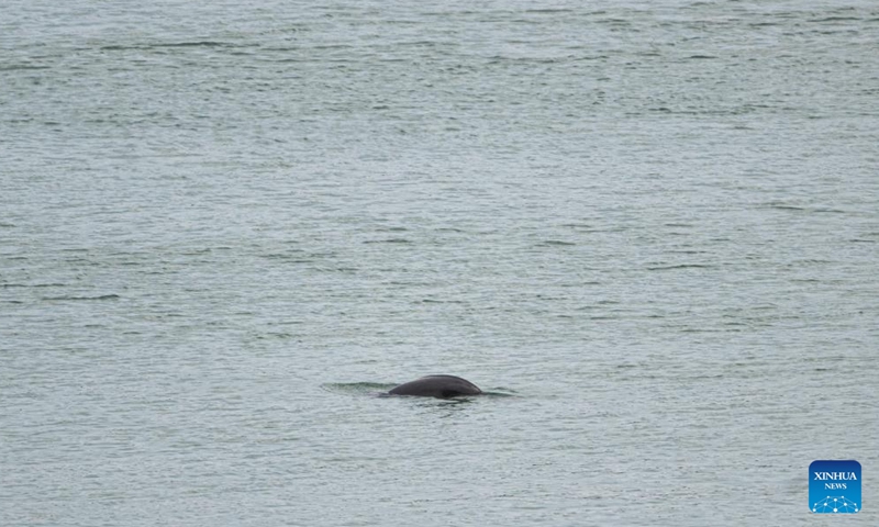 This photo taken on May 14, 2026 shows a Yangtze finless porpoise swimming near the lower reaches of the Gezhouba Dam in Yichang City, central China's Hubei Province. The Yangtze finless porpoise is a national first-class protected wild animal and its population status serves as a barometer of the ecological environment of the Yangtze River.

In recent years, the population of the species here has increased steadily as systematic ecological restoration efforts were implemented. (Xinhua/Xiao Yijiu)