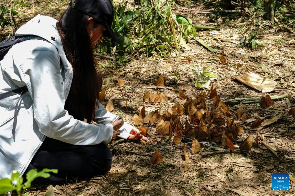 A tourist interacts with butterflies at the Honghe butterfly valley in Jinping County, Honghe Hani and Yi Autonomous Prefecture, southwest China's Yunnan Province, May 14, 2026. A large number of butterflies have emerged from their chrysalises in the butterfly valley recently. As one of the world's richest regions for butterfly species, the butterfly valley sees a massive butterfly emergence every year in late spring and early summer. (Xinhua/Chen Xinbo)

