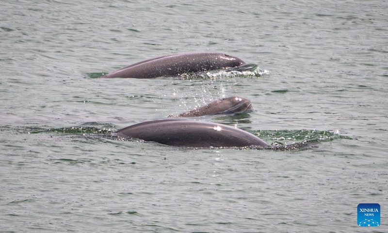 This photo taken on May 14, 2026 shows Yangtze finless porpoises swimming near the lower reaches of the Gezhouba Dam in Yichang City, central China's Hubei Province. The Yangtze finless porpoise is a national first-class protected wild animal and its population status serves as a barometer of the ecological environment of the Yangtze River.

In recent years, the population of the species here has increased steadily as systematic ecological restoration efforts were implemented. (Xinhua/Xiao Yijiu)