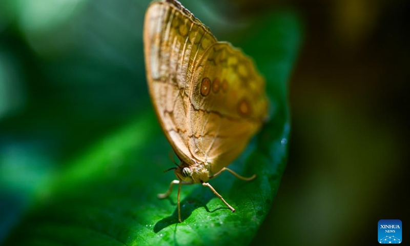 This photo taken on May 14, 2026 shows a Stichophthalma butterfly at the Honghe butterfly valley in Jinping County, Honghe Hani and Yi Autonomous Prefecture, southwest China's Yunnan Province. A large number of butterflies have emerged from their chrysalises in the butterfly valley recently. As one of the world's richest regions for butterfly species, the butterfly valley sees a massive butterfly emergence every year in late spring and early summer. (Xinhua/Chen Xinbo)

