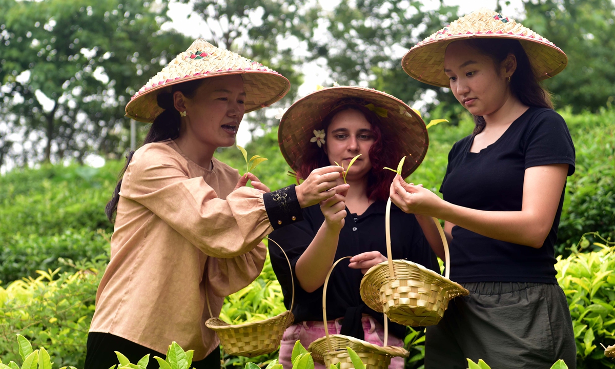 International students from Wuyi University of East China's Fujian Province engage in fresh?leaf plucking and learn about tea varieties on-site at a local tea plantation on May 12, 2026. Photo: VCG