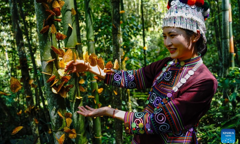 A tourist interacts with butterflies at the Honghe butterfly valley in Jinping County, Honghe Hani and Yi Autonomous Prefecture, southwest China's Yunnan Province, May 14, 2026. A large number of butterflies have emerged from their chrysalises in the butterfly valley recently. As one of the world's richest regions for butterfly species, the butterfly valley sees a massive butterfly emergence every year in late spring and early summer. (Xinhua/Chen Xinbo)

