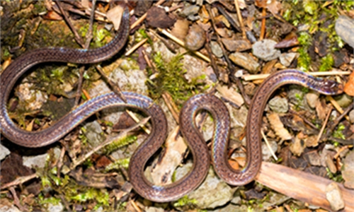 New 'two-headed' snake species discovered in South China's Guangxi