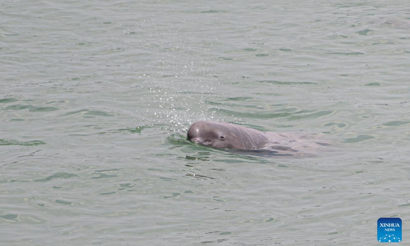 This photo taken on May 14, 2026 shows a Yangtze finless porpoise swimming near the lower reaches of the Gezhouba Dam in Yichang City, central China's Hubei Province. The Yangtze finless porpoise is a national first-class protected wild animal and its population status serves as a barometer of the ecological environment of the Yangtze River.

In recent years, the population of the species here has increased steadily as systematic ecological restoration efforts were implemented. (Xinhua/Xiao Yijiu)