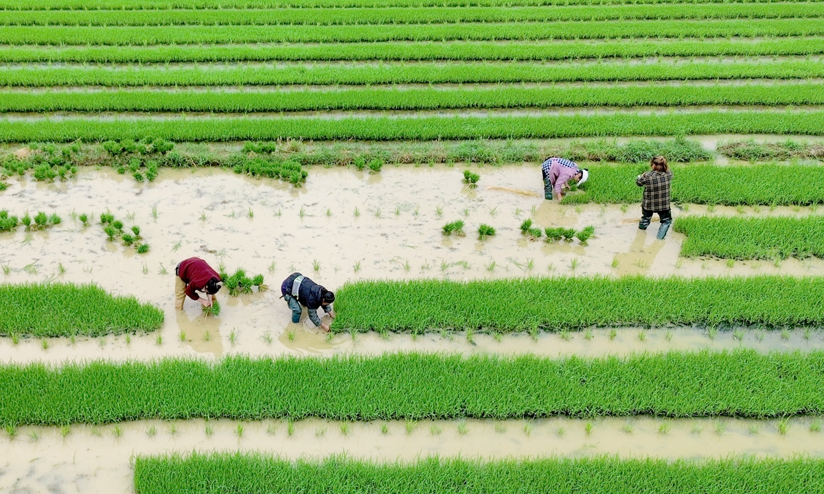 Amid the farming season, farmers from Duma village in Qiandongnan Miao and Dong Autonomous Prefecture, Southwest China's Guizhou Province, transplant rice seedlings on May 14, 2026.