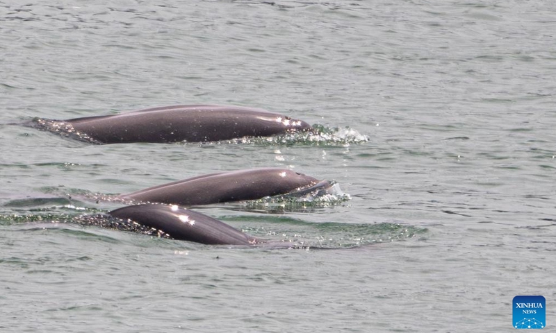 This photo taken on May 14, 2026 shows Yangtze finless porpoises swimming near the lower reaches of the Gezhouba Dam in Yichang City, central China's Hubei Province. The Yangtze finless porpoise is a national first-class protected wild animal and its population status serves as a barometer of the ecological environment of the Yangtze River.

In recent years, the population of the species here has increased steadily as systematic ecological restoration efforts were implemented. (Xinhua/Xiao Yijiu)