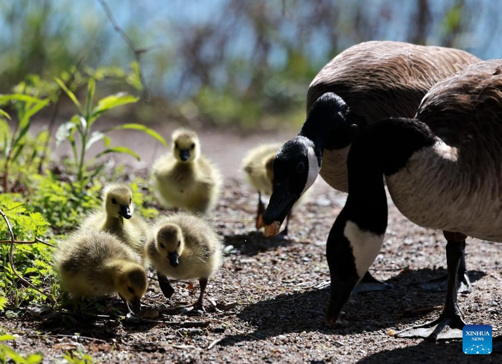 Several Canada goose chicks forage with their parents at the Lynde Shores Conservation Area in Whitby, Ontario, Canada, May 15, 2026. The Lynde Shores Conservation Area attracts many visitors for birdwatching and photography. (Photo: Xinhua)