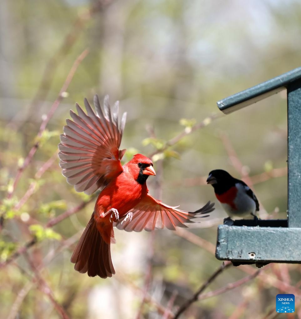 A northern cardinal is pictured at the Lynde Shores Conservation Area in Whitby, Ontario, Canada, May 15, 2026. The Lynde Shores Conservation Area attracts many visitors for birdwatching and photography. (Photo: Xinhua)