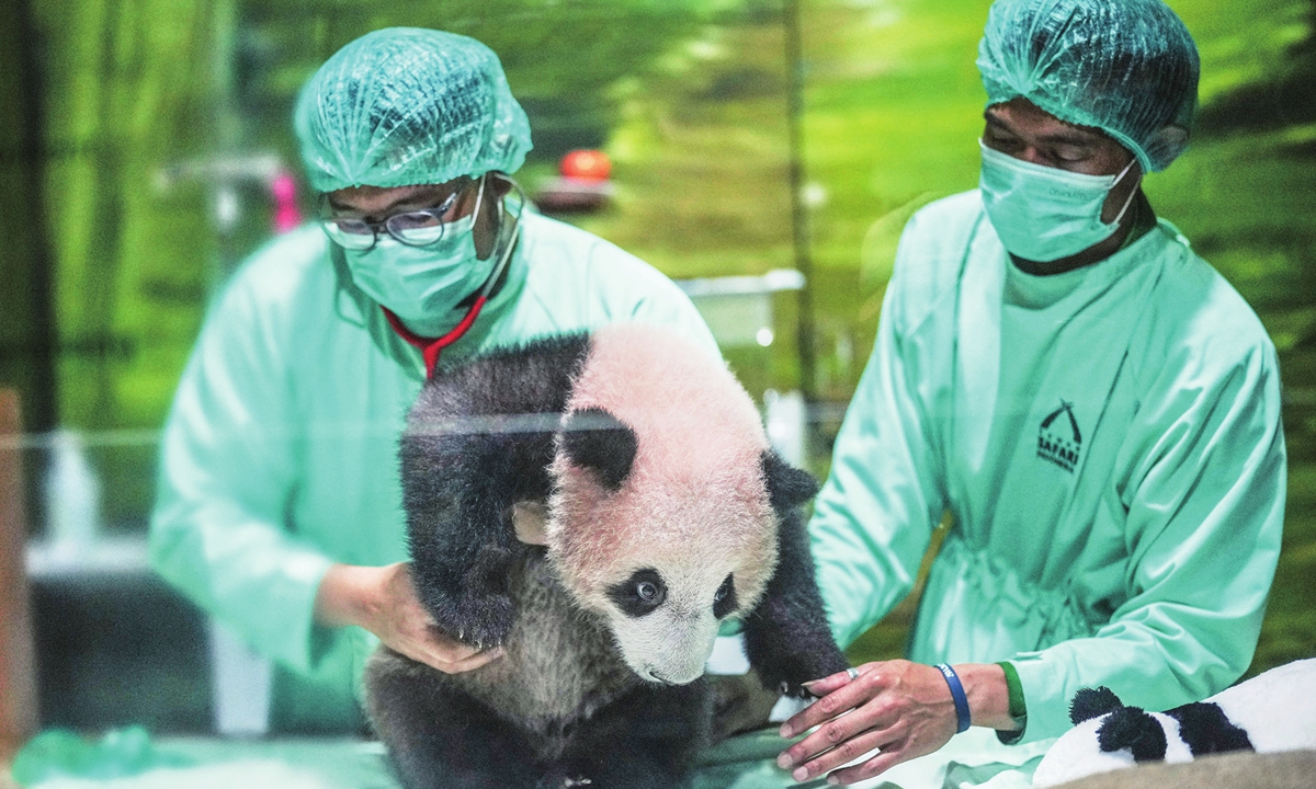 Veterinarians treat Satrio Wiratama, nickname Rio, the first giant panda cub born in Indonesia, during a media preview at Indonesia Safari Park, in Bogor, Indonesia, on May 15, 2026. According to Xinhua, Rio was born on November 27, 2025, and the birth marks a milestone not only for wildlife conservation in Indonesia but also for the deepening ties between China and Indonesia. Photo: VCG