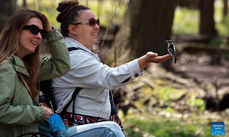 A tourist interacts with a red-headed woodpecker at the Lynde Shores Conservation Area in Whitby, Ontario, Canada, May 15, 2026. The Lynde Shores Conservation Area attracts many visitors for birdwatching and photography. (Photo: Xinhua)