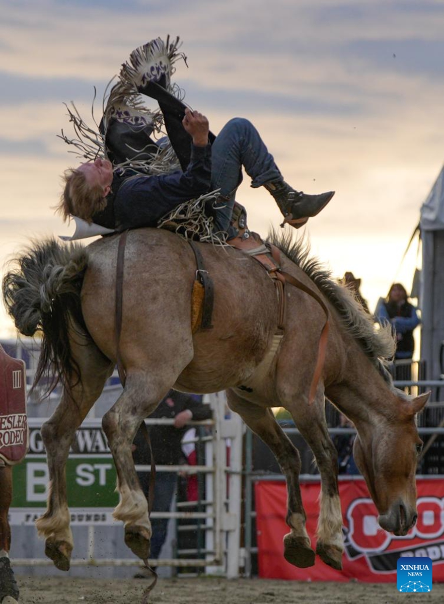 A rider competes in the saddle bronc riding competition at the Cloverdale Rodeo 2026 in Surrey, British Columbia, Canada, on May 15, 2026. As one of the largest rodeos in Canada, the annual Cloverdale Rodeo and Country Fair kicked off here on Friday. (Photo by Liang Sen/Xinhua)
