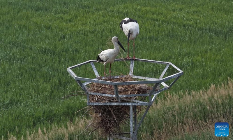 A drone photo taken on May 16, 2026 shows oriental white storks resting in their nest at the Caofeidian Wetland in Tangshan City, north China's Hebei Province. Recently, oriental white storks at the Caofeidian Wetland have entered their breeding season, with more than 40 pairs building nests and raising their young on the wetland's iron towers.

The oriental white stork, a top-level protected species in China, is listed as endangered by the International Union for Conservation of Nature. Photo: Xinhua