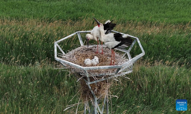 A drone photo taken on May 16, 2026 shows oriental white storks tending their chicks at the Caofeidian Wetland in Tangshan City, north China's Hebei Province. Recently, oriental white storks at the Caofeidian Wetland have entered their breeding season, with more than 40 pairs building nests and raising their young on the wetland's iron towers.

The oriental white stork, a top-level protected species in China, is listed as endangered by the International Union for Conservation of Nature. Photo: Xinhua