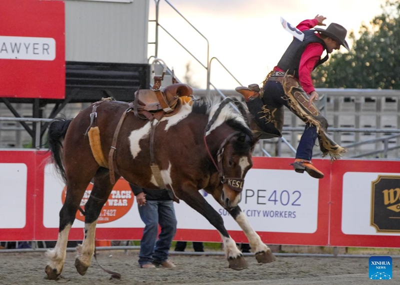 A rider competes in the saddle bronc riding competition at the Cloverdale Rodeo 2026 in Surrey, British Columbia, Canada, on May 15, 2026. As one of the largest rodeos in Canada, the annual Cloverdale Rodeo and Country Fair kicked off here on Friday. (Photo by Liang Sen/Xinhua)