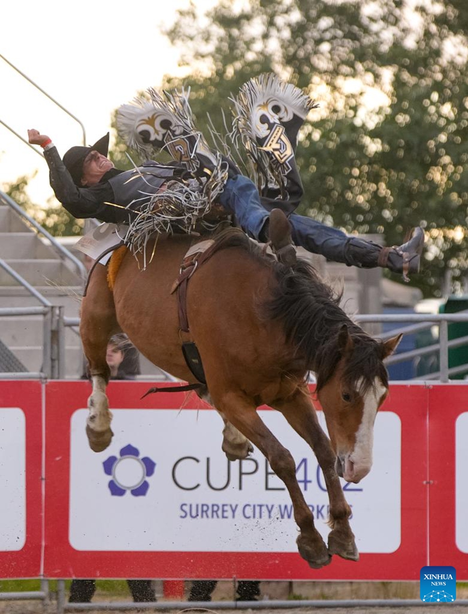 A rider competes in the saddle bronc riding competition at the Cloverdale Rodeo 2026 in Surrey, British Columbia, Canada, on May 15, 2026. As one of the largest rodeos in Canada, the annual Cloverdale Rodeo and Country Fair kicked off here on Friday. (Photo by Liang Sen/Xinhua)