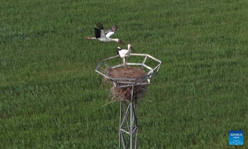 A drone photo taken on May 16, 2026 shows oriental white storks resting in their nest at the Caofeidian Wetland in Tangshan City, north China's Hebei Province. Recently, oriental white storks at the Caofeidian Wetland have entered their breeding season, with more than 40 pairs building nests and raising their young on the wetland's iron towers.

The oriental white stork, a top-level protected species in China, is listed as endangered by the International Union for Conservation of Nature. Photo: Xinhua