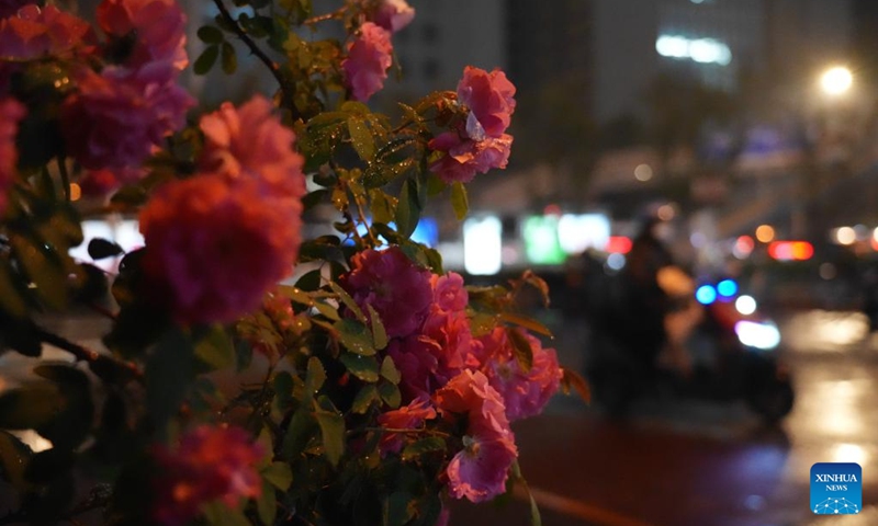 A rider is pictured near flowers soaked by rainwater in Beijing, capital of China, May 16, 2026. The Beijing meteorological observatory issued a blue alert for rainstorms Saturday afternoon, warning that parts of the capital could see rainfall of more than 50 mm from Sunday daytime through the night, with some areas expected to receive more than 70 mm. (Xinhua/Xie Han)