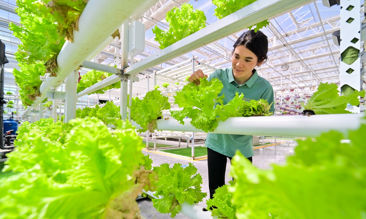 A worker performs routine vegetable maintenance at a smart agriculture science and technology facility in Changji, Northwest China's Xinjiang Uygur Autonomous Region, on May 17, 2026. The facility uses 5G Internet of Things and vertical farming to enable intelligent, full-cycle vegetable production, ensuring year-round supply and enriching local residents' 