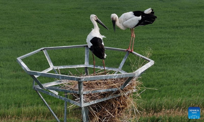 A drone photo taken on May 16, 2026 shows oriental white storks resting in their nest at the Caofeidian Wetland in Tangshan City, north China's Hebei Province. Recently, oriental white storks at the Caofeidian Wetland have entered their breeding season, with more than 40 pairs building nests and raising their young on the wetland's iron towers.

The oriental white stork, a top-level protected species in China, is listed as endangered by the International Union for Conservation of Nature. Photo: Xinhua