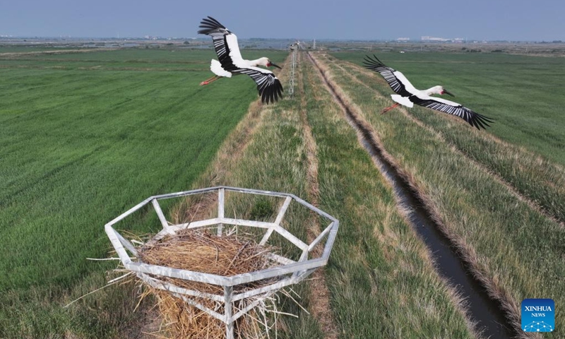A drone photo taken on May 16, 2026 shows oriental white storks flying over their nest at the Caofeidian Wetland in Tangshan City, north China's Hebei Province. Recently, oriental white storks at the Caofeidian Wetland have entered their breeding season, with more than 40 pairs building nests and raising their young on the wetland's iron towers.

The oriental white stork, a top-level protected species in China, is listed as endangered by the International Union for Conservation of Nature.  Photo: Xinhua
