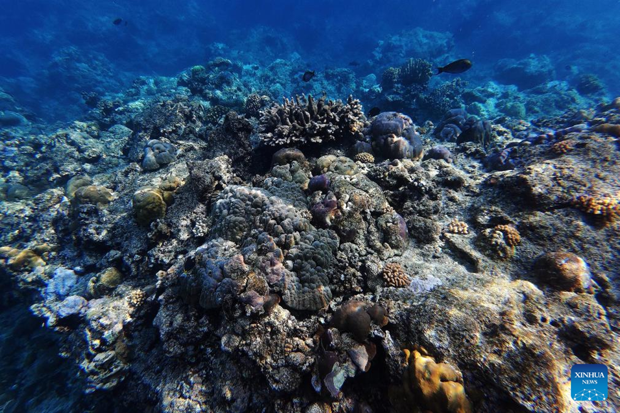 Fish swim near a reef flat in the territorial waters of China's Huangyan Dao in the South China Sea, May 7, 2026. (Xinhua/Chen Bin)
