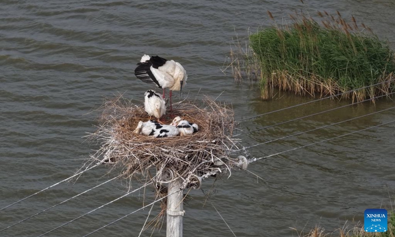 A drone photo taken on May 16, 2026 shows an oriental white stork tending its chicks at the Caofeidian Wetland in Tangshan City, north China's Hebei Province. Recently, oriental white storks at the Caofeidian Wetland have entered their breeding season, with more than 40 pairs building nests and raising their young on the wetland's iron towers.

The oriental white stork, a top-level protected species in China, is listed as endangered by the International Union for Conservation of Nature. Photo: Xinhua
