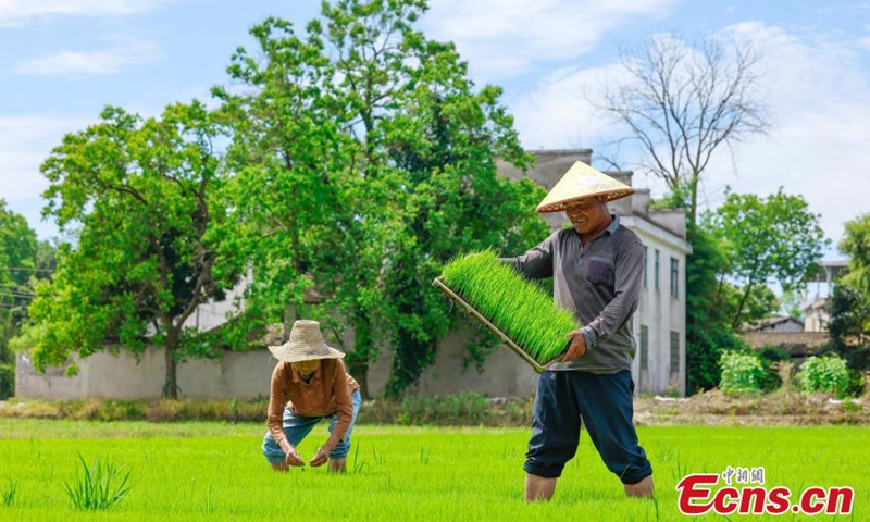 Villagers carry out field management work in rice paddies at a farm in Xiuning County, Huangshan City, Anhui Province, May 18, 2026.(Photos: China News Service)