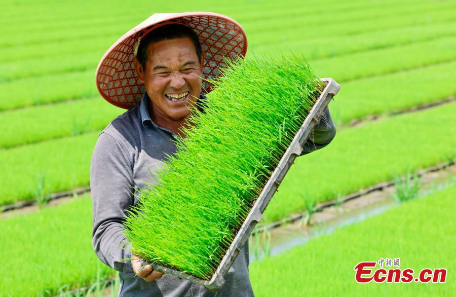 A villager displays thriving rice seedlings at a farm in Xiuning County, Huangshan City, Anhui Province, May 18, 2026. During the early summer, villagers are busy carrying out field management including watering and weeding for the upcoming rice transplanting.(Photos: China News Service)